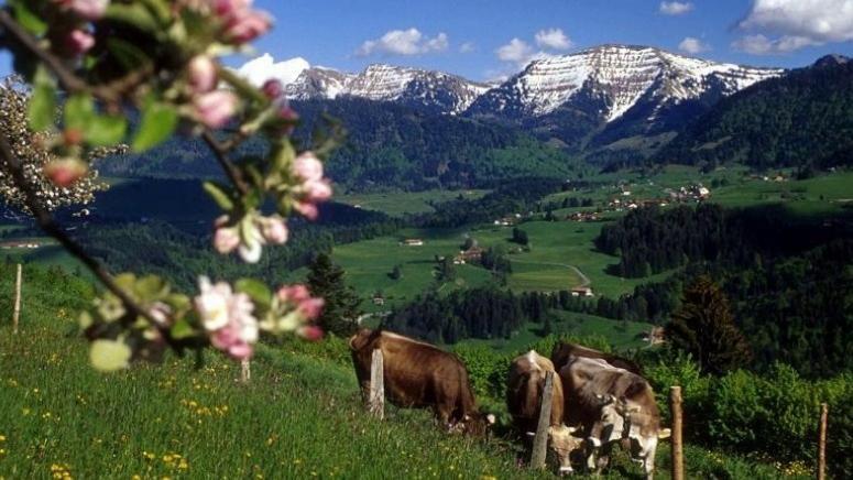 Fewo Alpengloeckchen, Oberstaufen/Steibis Exterior photo